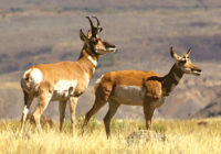 Conservation Success -- Antelope