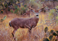 Conservation Success -- White tailed Deer