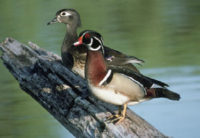 Conservation Success -- Ducks/Waterfowl