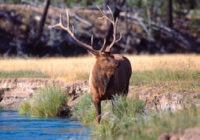 Conservation Success -- Rocky Mountain Elk