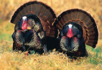 Conservation Success -- Wild Turkey
